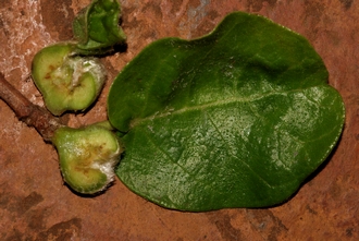 Ficus glumosa Simon van Noort