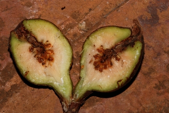 Ficus glumosa Simon van Noort