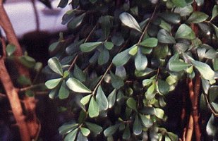 Ficus_lingua_depauperata