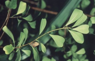 Ficus_lingua_depauperata