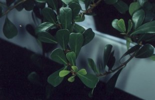 Ficus_lingua_depauperata