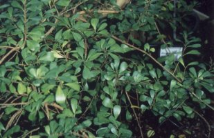 Ficus_lingua_depauperata