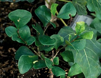 Ficus_natalensis_leprieurii