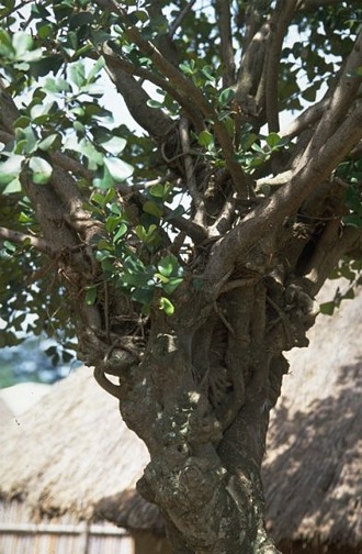 Ficus_natalensis_leprieurii