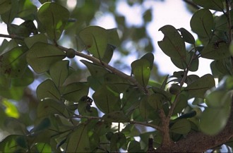 Ficus_natalensis_leprieurii