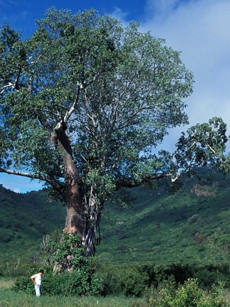 Ficus stuhlmannii