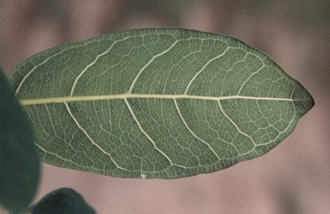 Ficus_stuhlmannii