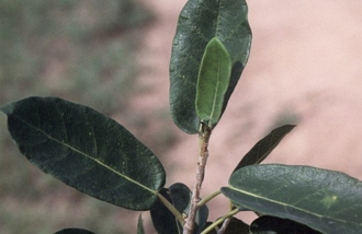 Ficus_stuhlmannii