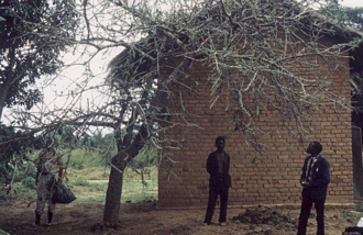 Ficus_stuhlmannii