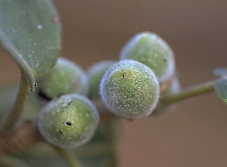 Ficus_stuhlmannii