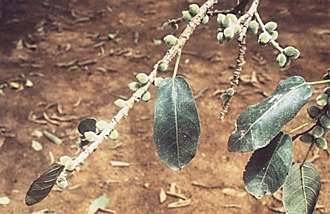 Ficus_stuhlmannii