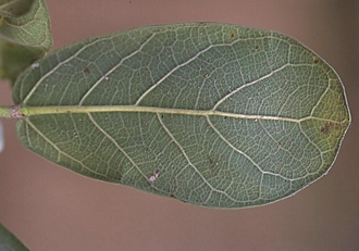 Ficus_stuhlmannii