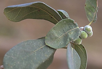 Ficus_stuhlmannii