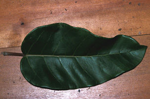 Ficus_subcostata