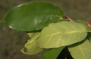 Ficus_tesselata