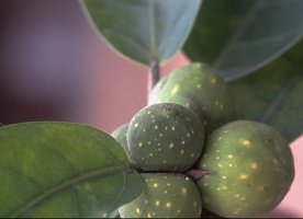 Ficus_tesselata