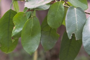 Ficus_tesselata