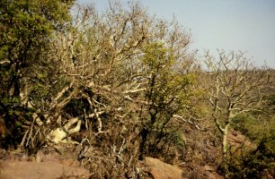 Ficus tettensis