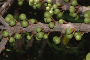 Ficus_tremula_tremula