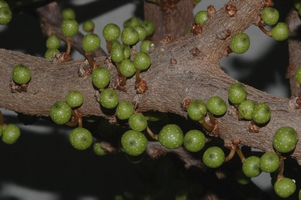 Ficus_tremula_tremula