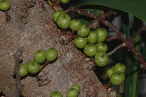 Ficus_tremula_tremula