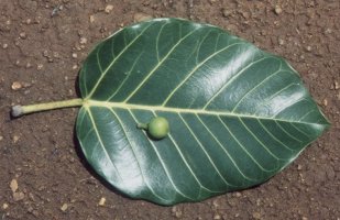 Ficus_trichopoda