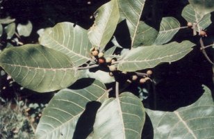 Ficus_trichopoda