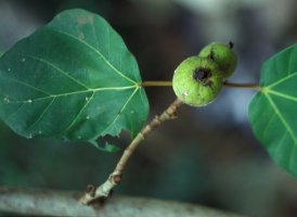 Ficus vallis-choudae