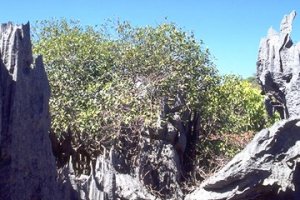 Ficus_antandronarum_antandronarum