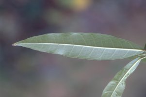 Ficus botryoides