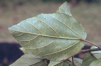 Ficus mauritiana