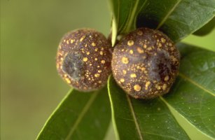 Ficus polyphlebia