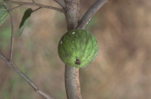 Ficus sakalavarum