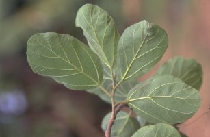 Ficus sakalavarum