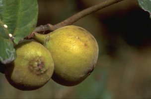 Ficus_tiliifolia