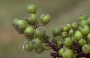 Ficus_tiliifolia