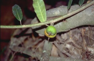 Ficus_trichoclada