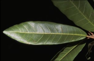 Ficus_trichoclada