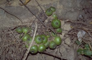 Ficus_trichoclada