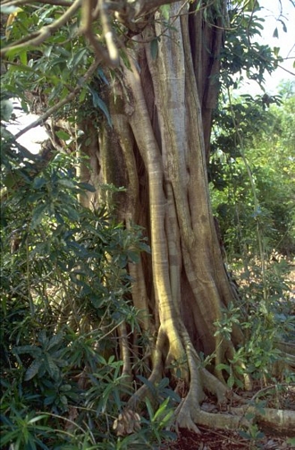 Ficus_rubra_JYRasplus