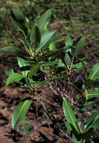 Ficus_pygmaea_ENC1675