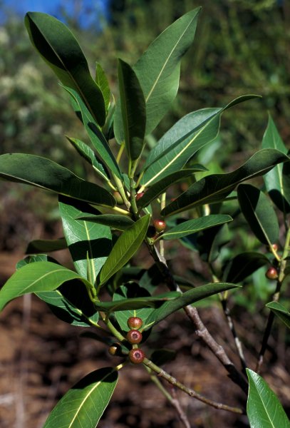 Ficus_pygmaea_ENC1676