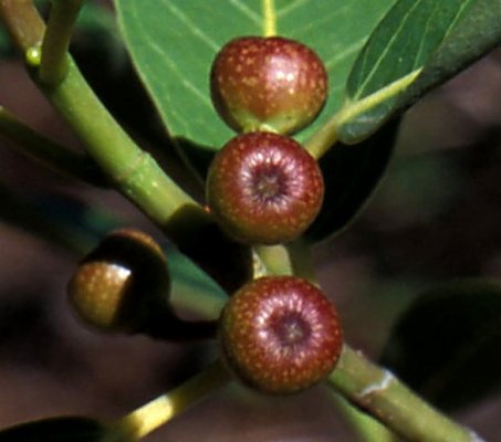 Ficus_pygmaea_ENC1675