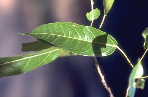 Ficus_madagascariensis