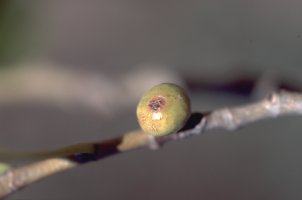 Ficus_madagascariensis