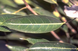 Ficus_madagascariensis