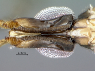 Agaon_kiellandi_head_ventral