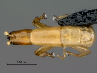 Agaon_kiellandi_male_P025033_habitus_dorsal