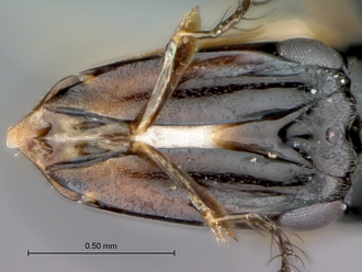 Courtella_medleri_female_head_frontal