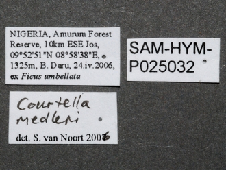 Courtella_medleri_female_labels